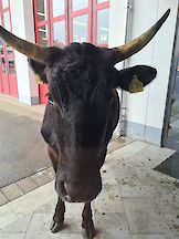 Artikelvorschaubild Einsatz "Tierrettung mit Eile" - Rinderherde in der Stadt unterwegs